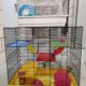 Busco - Ofrezco jaulas hamster 0c2dcc5f 6 SE REGALAN dos jaulas de hamster
